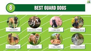 8 best guard dogs a z s