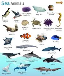 sea s facts list pictures