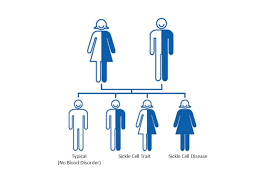 What Is Sickle Cell Trait Cdc