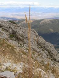 Trisetum spicatum - Wikipedia