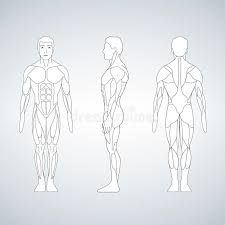 Any organized planner will vouch for the importance of a perfect body outline front and back. Human Body Outline Front Back Stock Illustrations 500 Human Body Outline Front Back Stock Illustrations Vectors Clipart Dreamstime