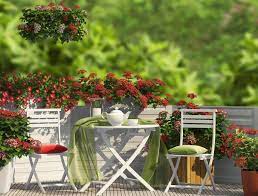 Terrace Gardening In India How To