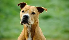 american pit bull terrier breed