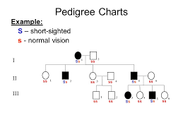 Pedigree Charts Definitions Pedigree The Recorded Ancestry