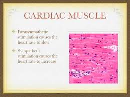 13 11 Smooth Skeletal And Cardiac Muscles Biology