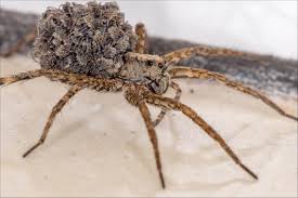 Fishing Spider Vs Wolf Spider What