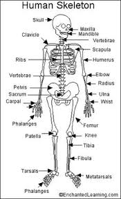 134 Best Human Skeleton Images Human Skeleton Skeleton