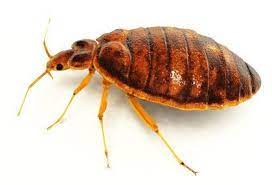 bed bug exterminator nyc long island