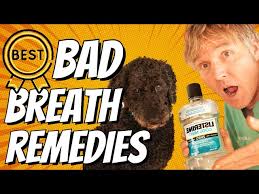 dog bad breath top 5 natural remes