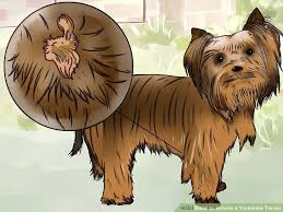 How To Groom A Yorkshire Terrier With Pictures Wikihow