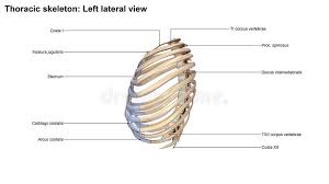Rib cage, basketlike skeletal structure that forms the chest, or thorax, made up of the ribs and their corresponding attachments to the sternum and the vertebral column. Thoracic Skeleton Anterior View Stock Illustration Illustration Of Human Medical 82868608