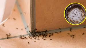 maison contre les insectes