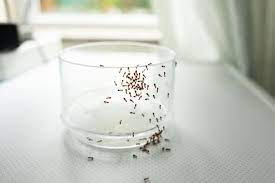6 homemade ant sprays and traps