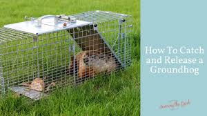 Replace the bait daily, as fresh bait works best. How To Catch A Groundhog Live Trap Catch And Release