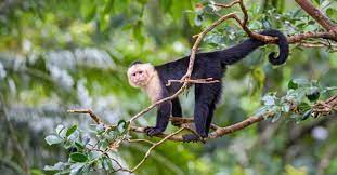 white faced capuchin facts