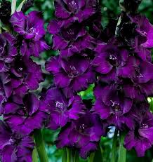 Download purple flower stock photos. 10 Deep Purple Flowers Gladiolus Large Flower Bulbs Perennial Outside Plant