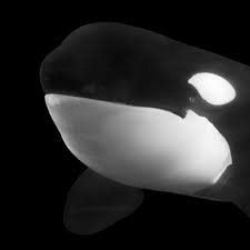 Orcas Killer Whales Facts And Information