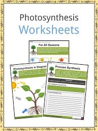 Photosynthesis Facts Information