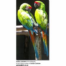 macaw detailed information photos
