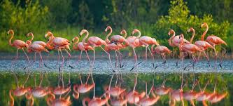 Flamingo Gardens In Fort Lauderdale