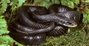 discover the black snakes in florida