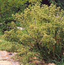 Oregano, Greek (Origanum heracleoticum) seeds, organic | Strictly ...