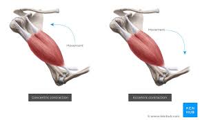 eccentric muscle contraction exles