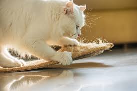 As a rule of thumb, place it where he is used to scratching. How To Dissuade Your Cat From Scratching Cat S Best