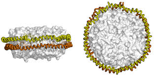 Phospholipid Bilayer Nanodiscs