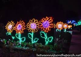 atlanta botanical garden garden lights