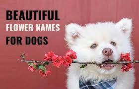 flower names for dogs other pets