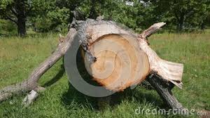 Can i use a fallen tree for firewood? Fallen Tree In The Forest Cut Off Side To Viewer Stock Footage Video Of Pine Wooden 194036896