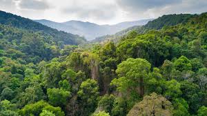 50 important rainforest facts you