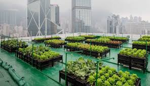The Future With Urban Farming