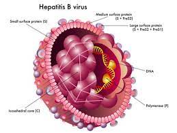Some people have it and may never know it as they are affected by any sorts of symptoms. Hepatitis B Ubertragung Und Vorbeugung Gesundheitsportal