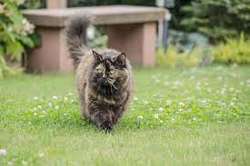british longhair cat breed info