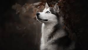 1360x768 siberian husky dog breed