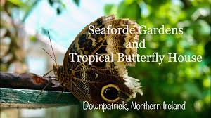 seaforde gardens and tropical erfly