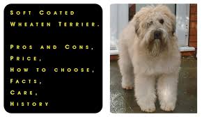 soft coated wheaten terrier pros and