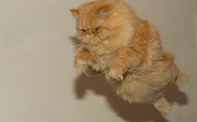 Risultati immagini per marmalade persian kitten