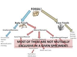 The Fossilization Flow Chart Ppt Video Online Download