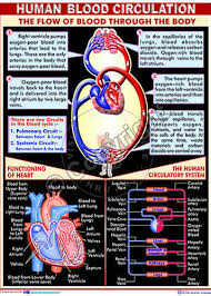 Human Blood Circulation Chart