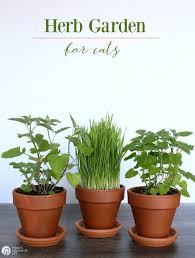 Herb Garden For Cats Today S Creative