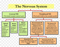Central Nervous System Peripheral Nervous System Central