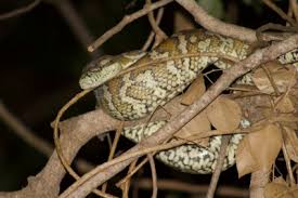 darwin carpet python morelia spilota