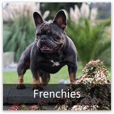 Callahan french bulldogs, columbus, ohio. 5 Star Puppies Stoney Hills Kennels Havanese And French Bulldogs
