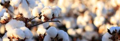 Afbeeldingsresultaat voor biological cotton fabric