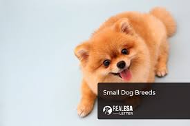 10 best small sized dog breeds for