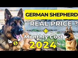 german shepherd in india 2024