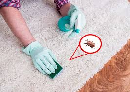 fleas in carpet naturally